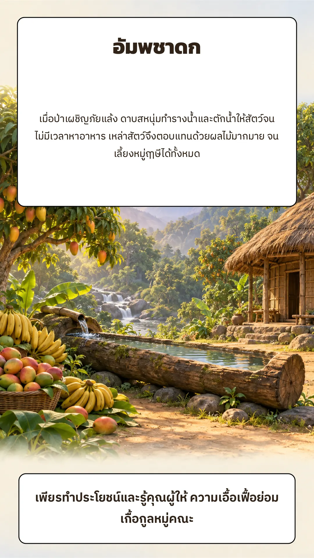 อัมพชาดก ปกหลัง